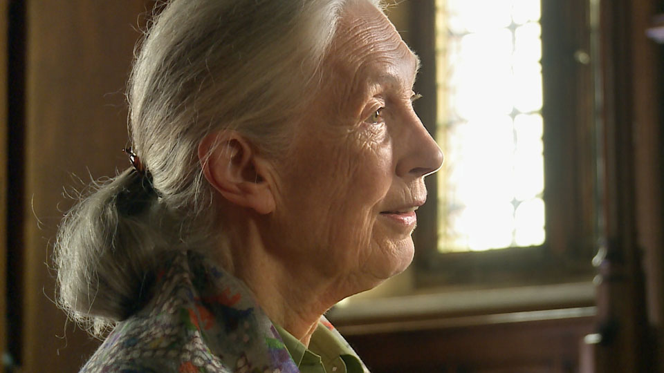  Verhaltensforscherin Jane Goodall